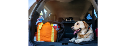traveling with dogs