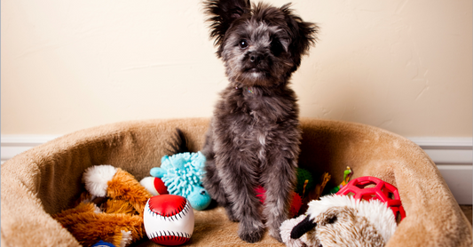 10 Budget-Friendly DIY Dog Toys