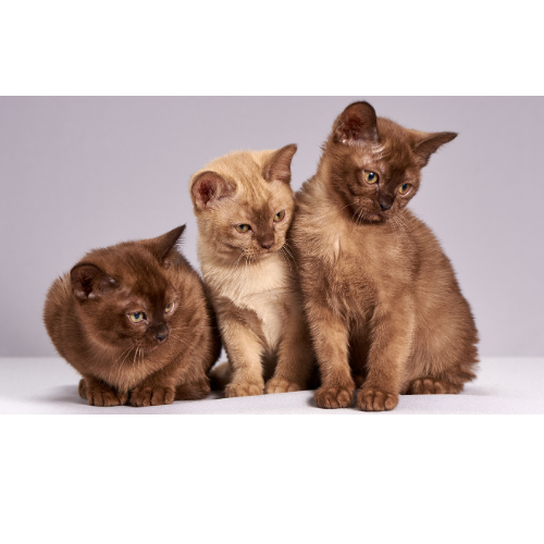 Burmese Cats