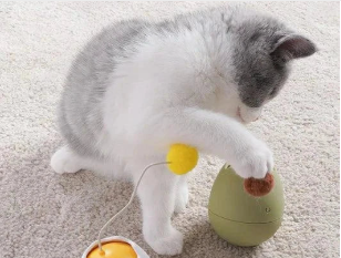 Cat Behavior