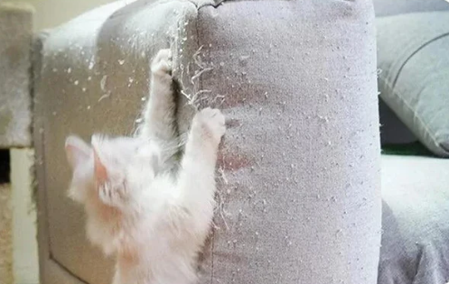 cat behavior