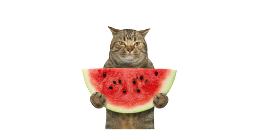 cat eat watermelon