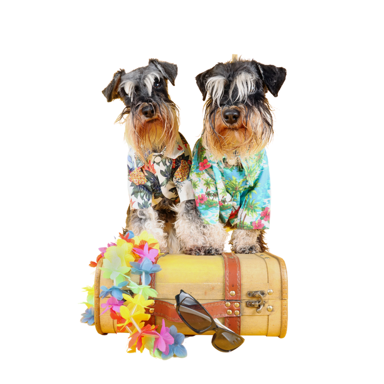 Traveling with Pets