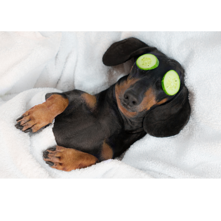 pet beds