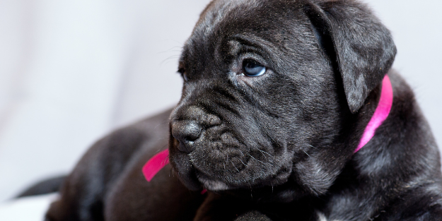 Cane Corso