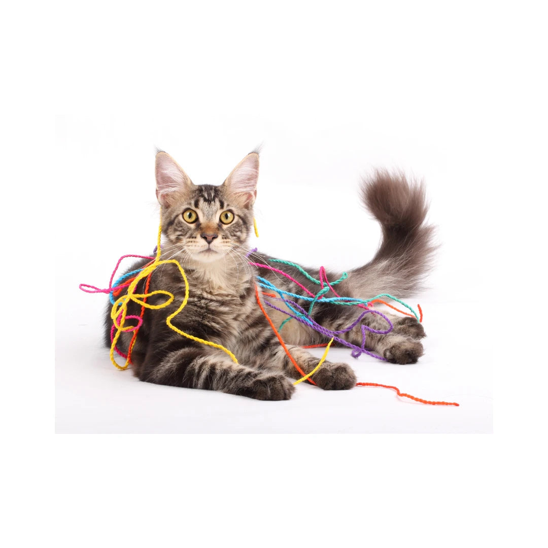 Toys for Dog and Cat