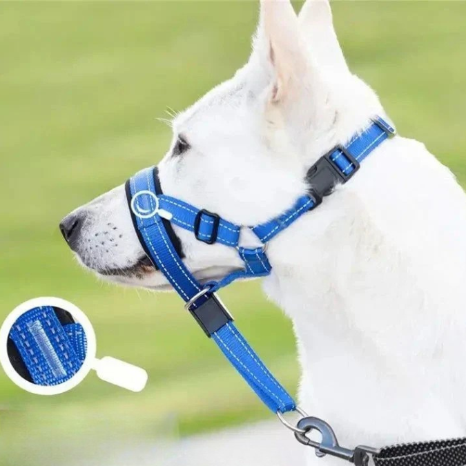 dog training collars