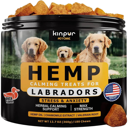 labrador