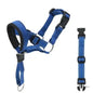 dog training collars