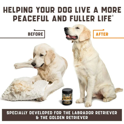 labrador